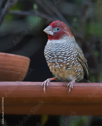 Colorful male red-headed finch (Amadina erythrocephala) closeup perching on a garden bird feeder in South Africa with bokeh photo