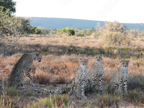 Cheetah family in the African Plains