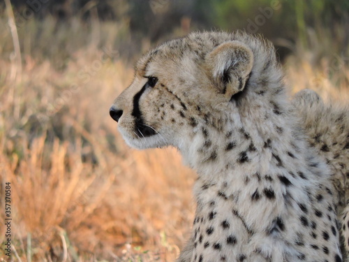 Young Cheetah close up in the African plain