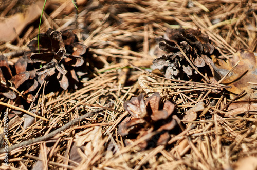 Fir cones on the forest with intentional shallow depth of field