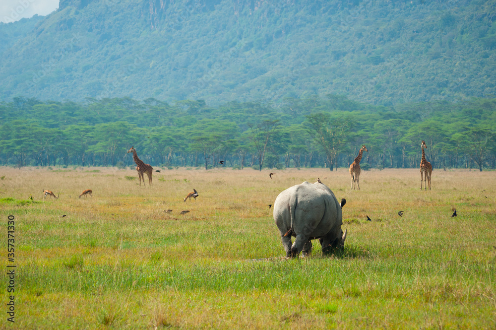 Obraz premium Wild black rhino and giraffes