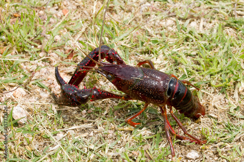 American crab, Procambarus clarkii in attack position