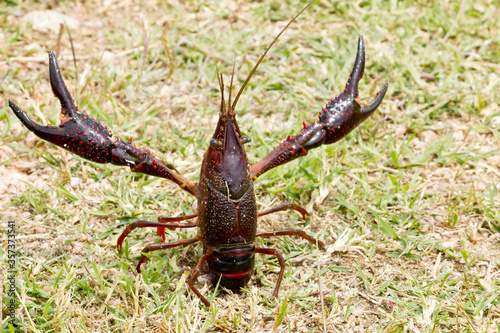 Cangrejo americano (Procambarus clarkii),  de espalda en posición de ataque. photo