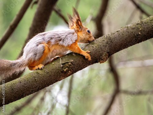 Red squirrel sits on a tree branch. Spring molt. The fur changes from gray to red. Squirrel sniffs a branch.