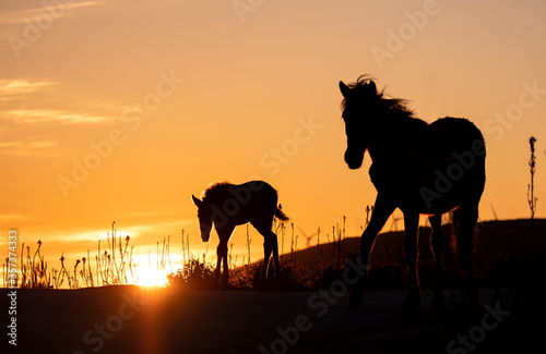 Silhueta de cavalo selvagem ao p  r do sol