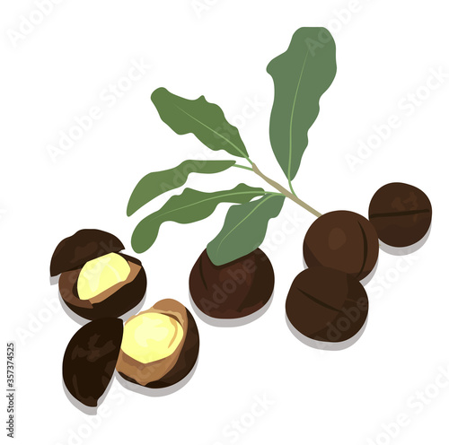 Macadamia vector stock illustration. Whole kernel of the nut. Exotic dessert. Oil for aromatherapy. Round fruit close-up. Healthy food with a high protein content. Isolated on a white background.