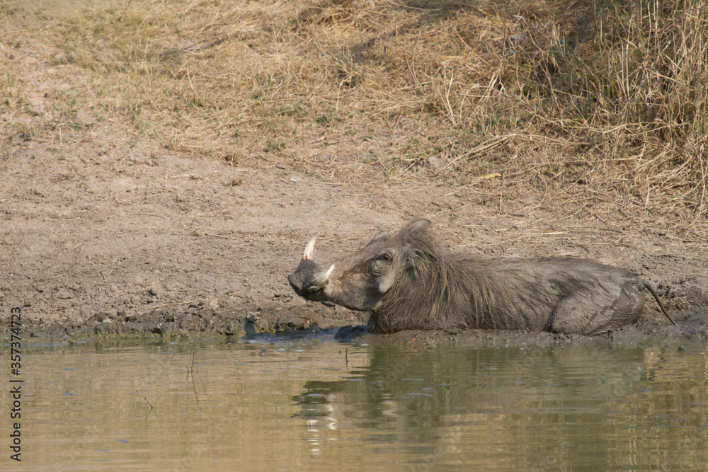 Fototapeta premium Common warthog (Phacochoerus africanus) enjoying a mud bath in Kruger, South Africa