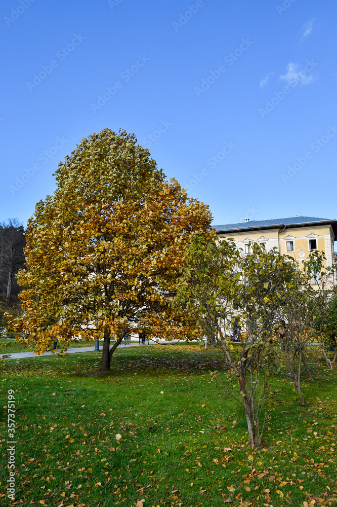 Naklejka premium beautiful autumn in the park