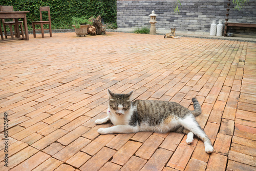 Domestic cat chilled in vintage garden