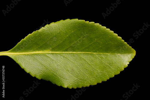 Fortune's Spindle (Euonymus fortunei). Leaf Closeup