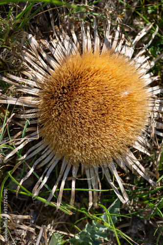 Macrophotographie de fleur sauvage - Carline à feuilles d'Acanthe - Carlina acanthifolia photo