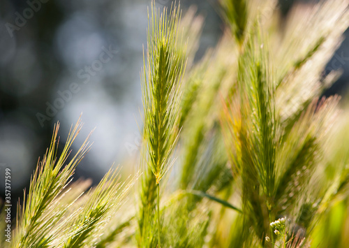  spikelets in the field under the sun