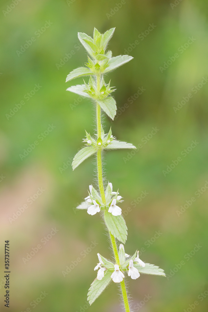 Macrophotographie de fleur sauvage - Crapaudine romaine - Sideritis romana Macrophotographie de fleur sauvage - Crapaudine romaine - Sideritis romana
