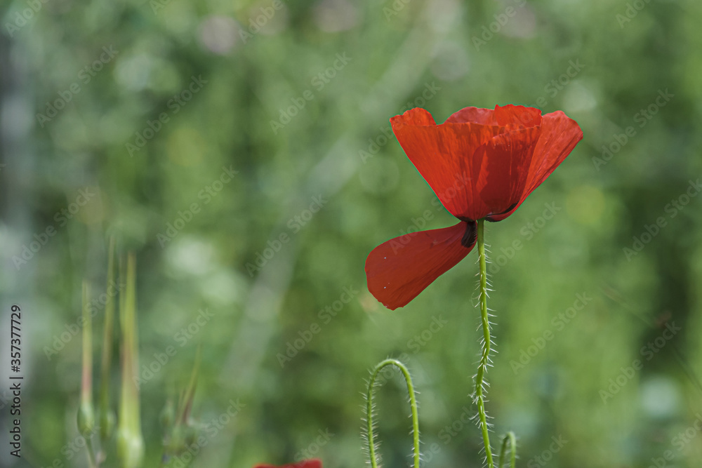 Obraz premium Naturaleza, Flores, Macro, Primavera, Amapola, Rojo
