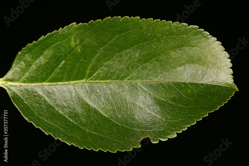 Mitschurin's Chokeberry (Aronia mitschurinii). Leaf Closeup