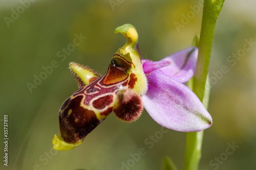 Naturaleza, Flores, Macro, Primavera, Orquidea, Ophrys scolopax
