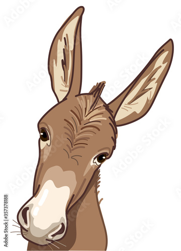 Vászonkép Curious donkey looking at you