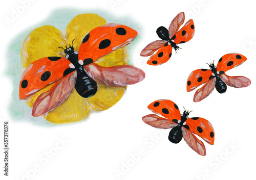ladybugs watercolor isolated on white background, illustration, insects © Oleg