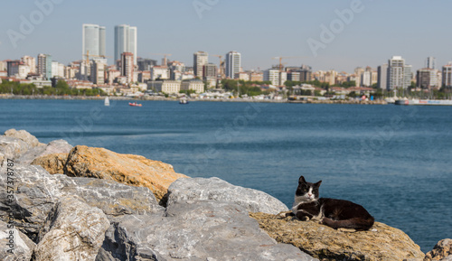 Canvas Print Istanbul, Turkey - many places in the World display cats colonies, but nothing i
