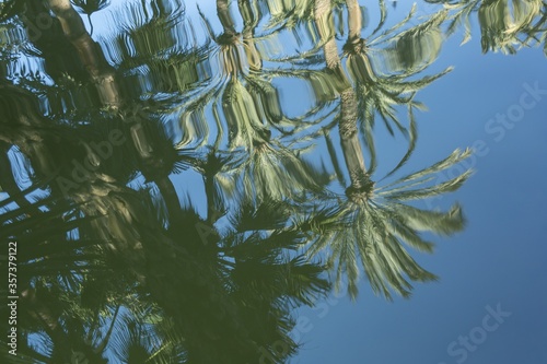 Tableau sur toile Closeup shot of palm trees reflecting in the water