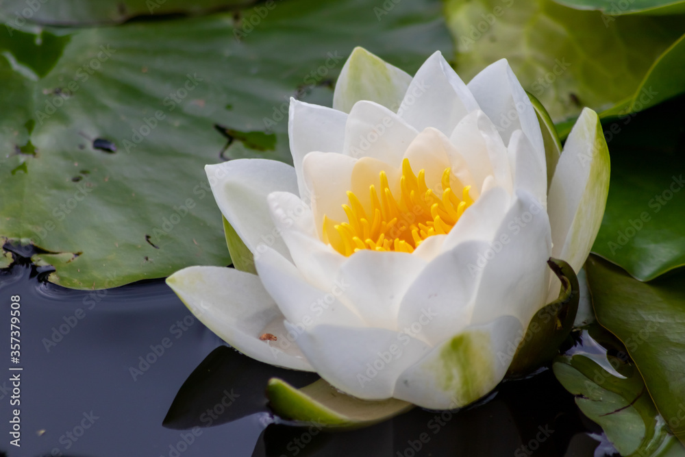 Tropical beautiful water lily in full blow on a tranquil water surface with clear and meditative reflection shows zen meditation and buddhism in consistence with nature, body and soul in modern times - obrazy, fototapety, plakaty 