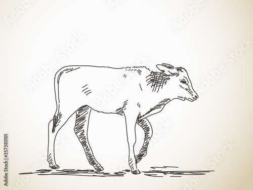 Sketch of calf, Hand drawn vector illustration