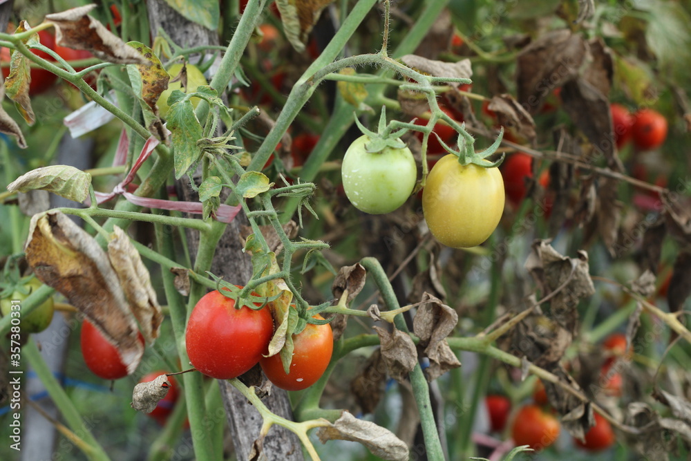 Fresh tomatoes in the garden are ready for harvest