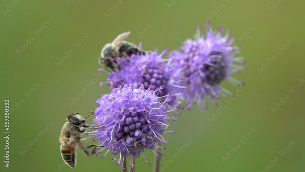 Slow Motion Video: Drone fly (Eristalis tenax) flies to the devil's-bit scabious (Succisa pratensis) flower, close-up. Slowed down 16 times Slow Motion Video: Drone fly (Eristalis tenax) flies to the devil's-bit scabious (Succisa pratensis) flower, close-up. Slowed down 16 times