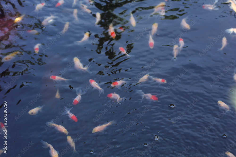 red-white baby koi in fish ponds. koi cattle for sold in the pet market red-white baby koi in fish ponds. koi cattle for sold in the pet market
