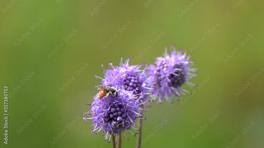 Slow Motion Video: Cuckoo Bee from the genus Nomada (presumably Nomada fabriciana) is on the devil's-bit scabious (Succisa pratensis) flower. Slowed down 16 times Slow Motion Video: Cuckoo Bee from the genus Nomada (presumably Nomada fabriciana) is on the devil's-bit scabious (Succisa pratensis) flower. Slowed down 16 times