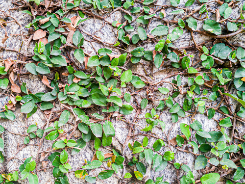 The plants are moving along the stone wall