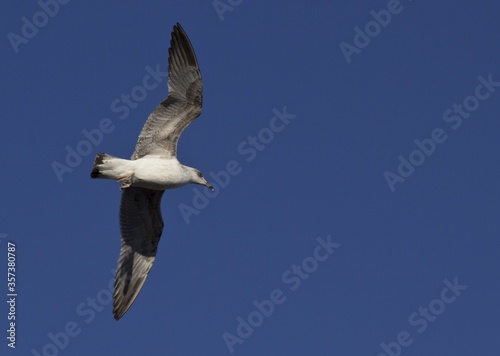 Low angle shot of a flying Heuglin's gull under the sunlight and a blue sky at daytime photo