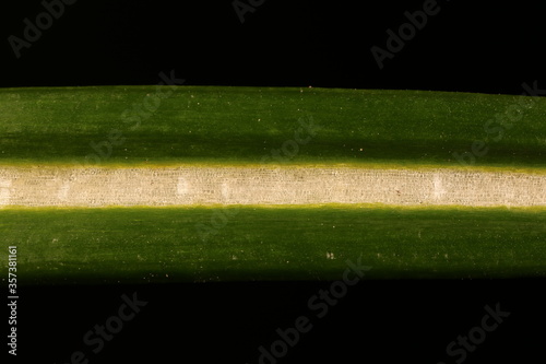 Spring Crocus (Crocus vernus). Leaf Closeup