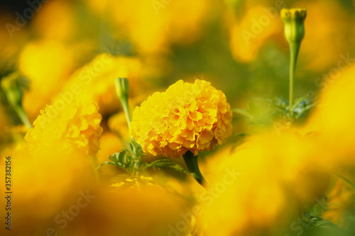 close up of yellow flowers