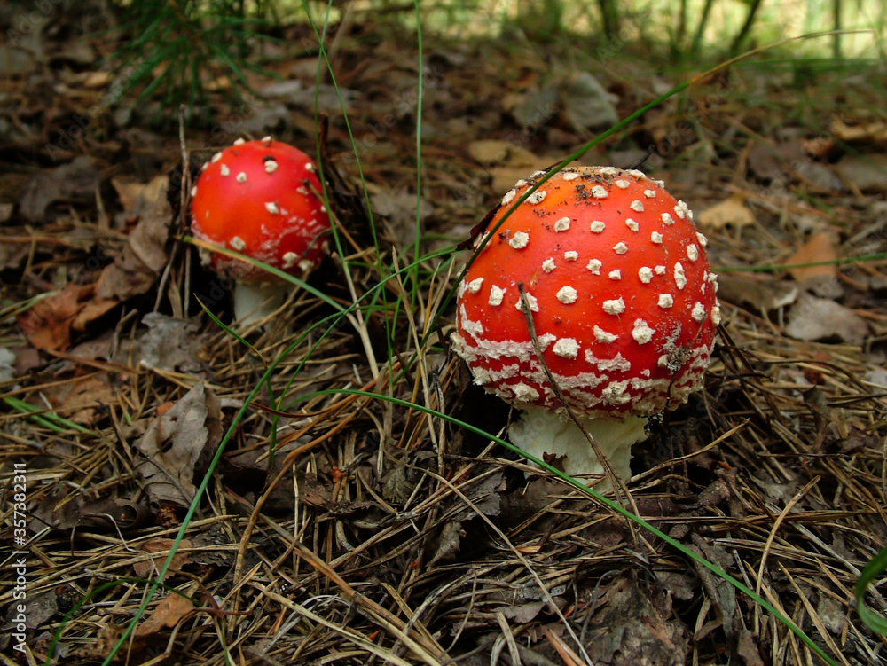 Nice red Amanita mushroom in autumn forest. One of the most toxic and poison mushrooms, not for eat. Nice red Amanita mushroom in autumn forest. One of the most toxic and poison mushrooms, not for eat.