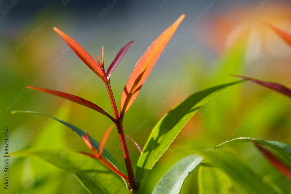 Closeup of Nature view of green and red leaf on blurred green background Closeup of Nature view of green and red leaf on blurred green background