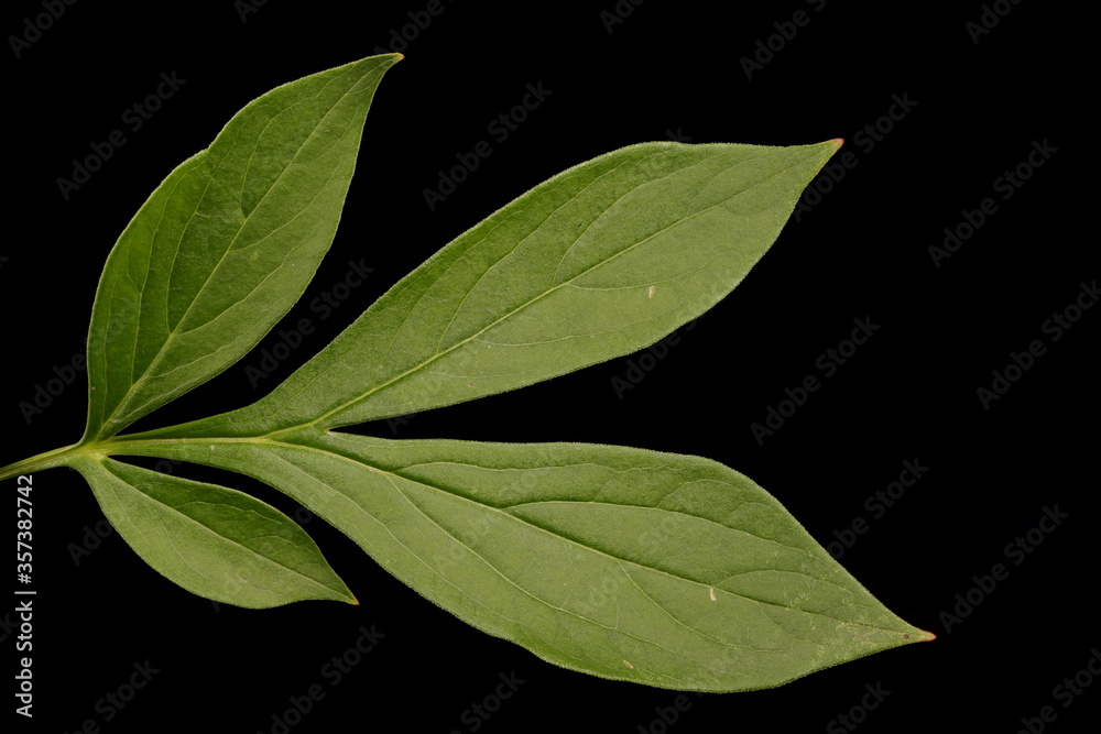 Fototapeta premium Chinese Peony (Paeonia lactiflora). Leaf Closeup