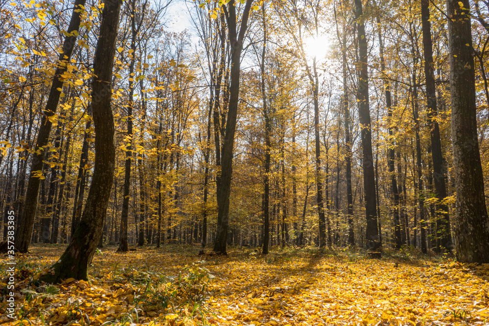 Fototapeta premium Golden autumn