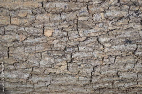 The bark of the Padauk tree is brown, which has been cut down in the garden.