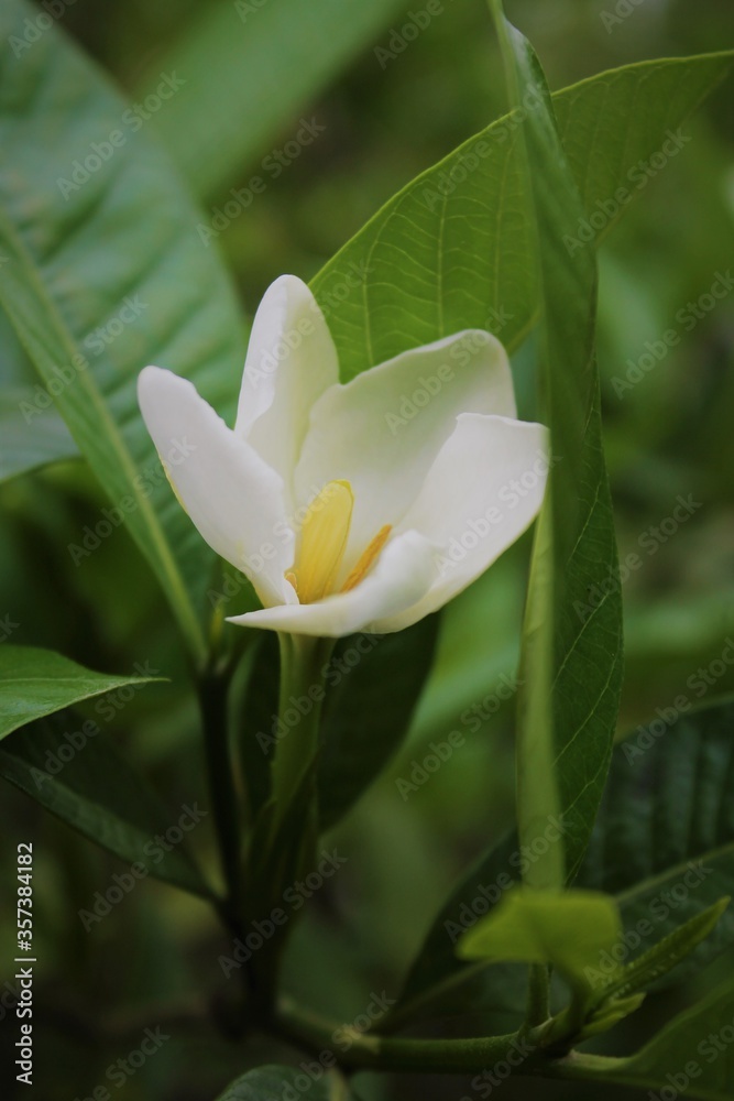 Fototapeta premium white magnolia flower