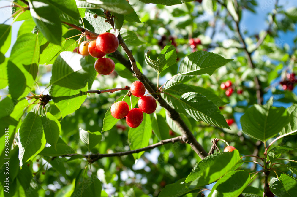 Season of picking cherries. Bunches with red berries and green leaves, fresh fruits.