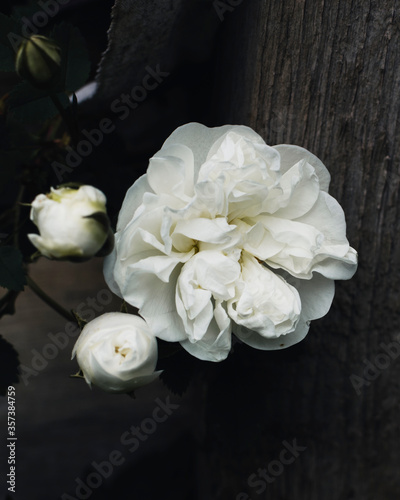 Tea roses. Blooming tea rose. White rose in a dark key.