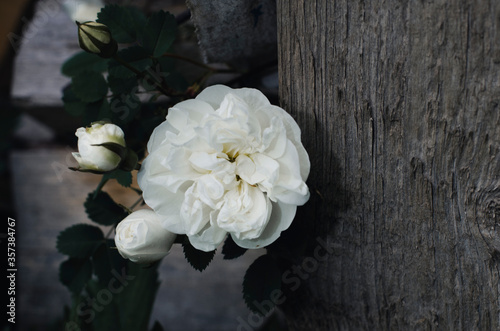 Tea roses. Blooming tea rose. White rose in a dark key.