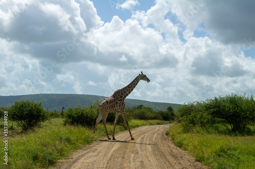 Giraffes in savanna  Kruger national park  South Africa 