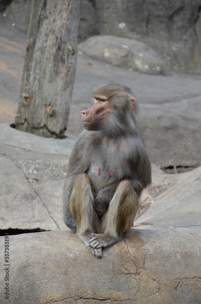 Wild Hamadryas baboon, zoo of Frankfurt (Germany) Wild Hamadryas baboon, zoo of Frankfurt (Germany)
