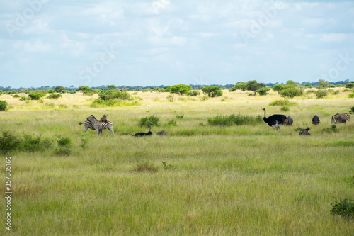 African savanna landscape with animals, South Africa  © Iuliia Sokolovska