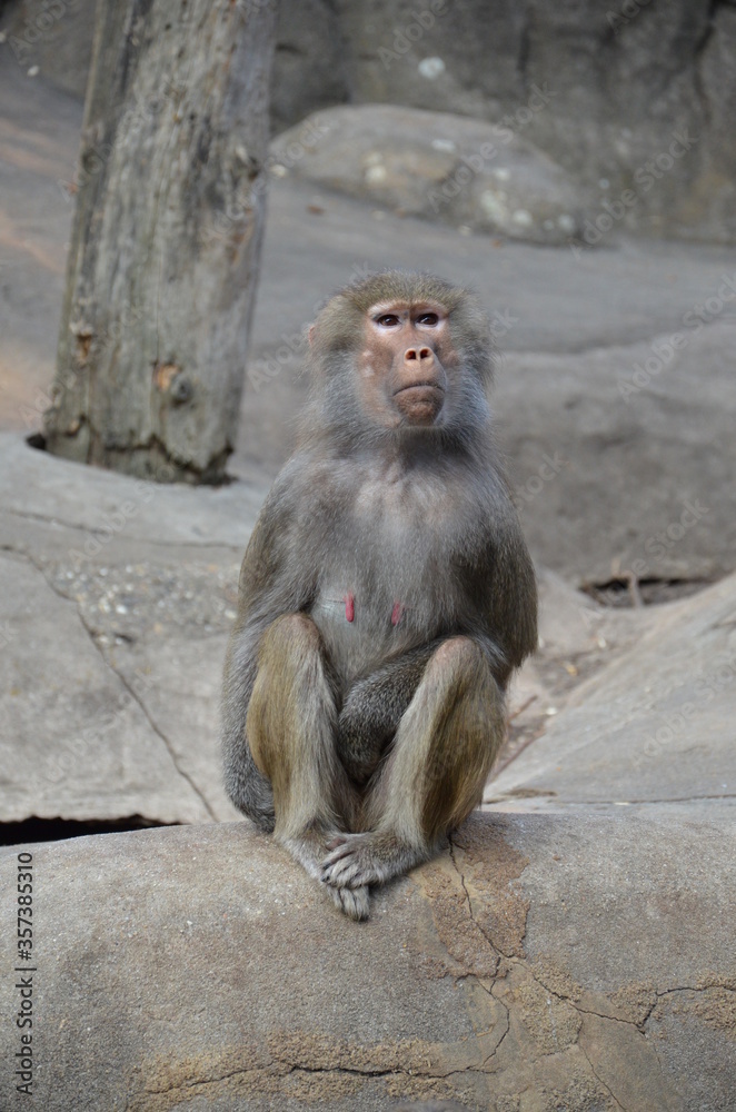 Wild Hamadryas baboon, zoo of Frankfurt (Germany) Wild Hamadryas baboon, zoo of Frankfurt (Germany)