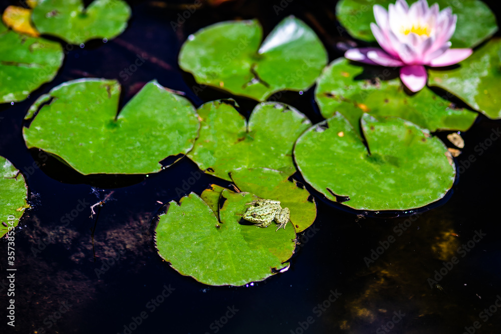 Water lily's bud in the pond