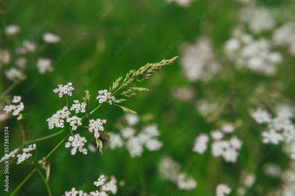 anthriscus sylvestris white in the meadow anthriscus sylvestris white in the meadow
