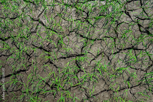 Contraction cracks in dry earth on a rice field, caused by below-average precipitation in a region, with some green manage to survive.